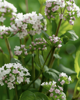 Örtfrön Valeriana Officinalis flerårig