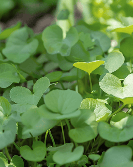 Vattenkrasse Garden frön Nasturtium Officinale flerårig ört