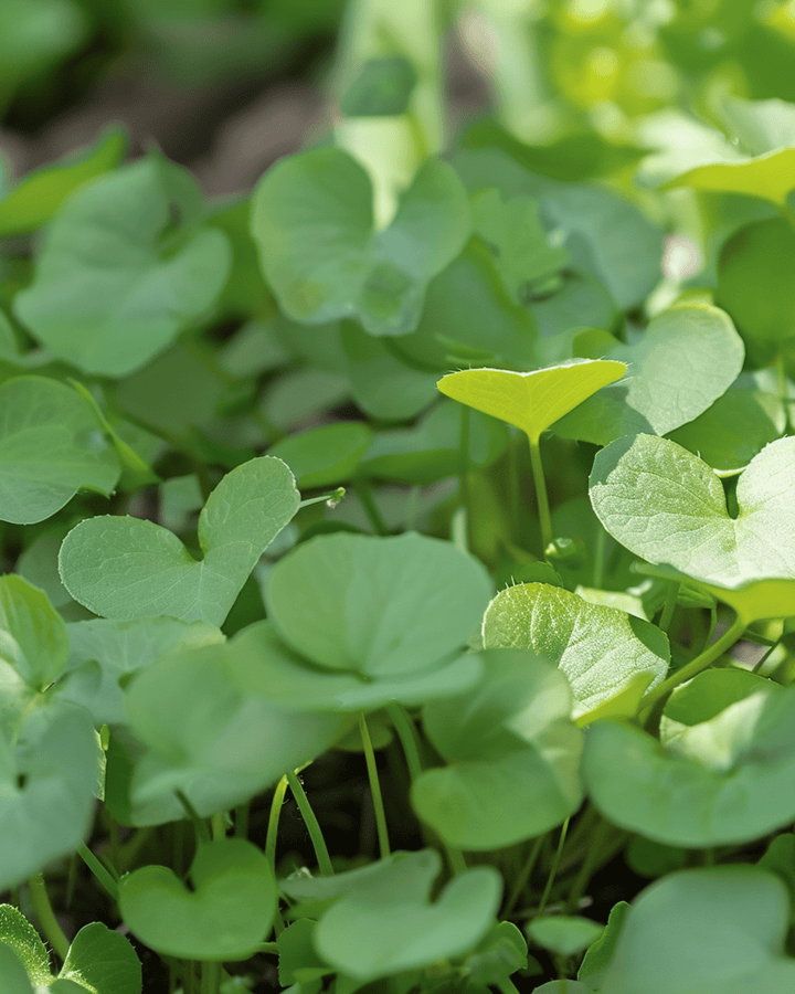 Vattenkrasse Garden frön (Nasturtium officinale) – flerårig ört