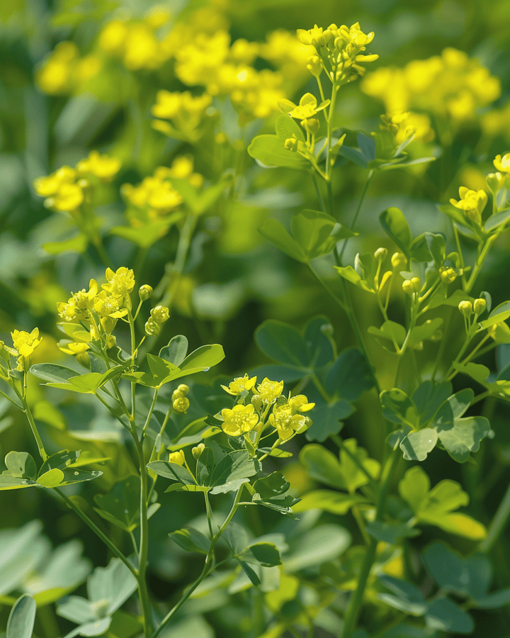Vinrutafrön (Ruta graveolens) – flerårig ört