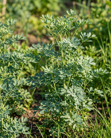Vinruta (Ruta graveolens) – fleråriga örtfrön från SeedsChoice