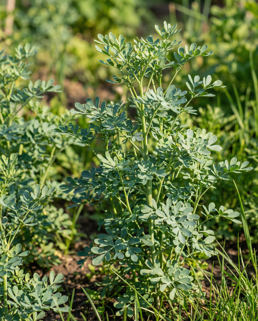 Vinruta (Ruta graveolens) – fleråriga örtfrön från SeedsChoice