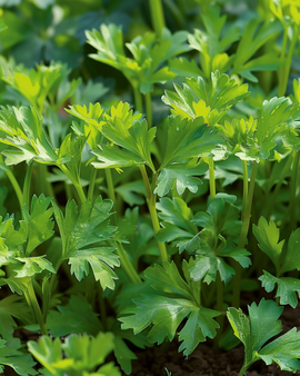 Vinterkörvelsfrön Anthriscus Cerefolium Vertissimo Ettårig Grönsak