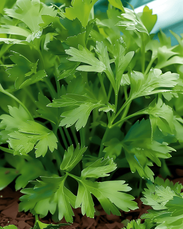 Italiensk jättepersilia-frön (Petroselinum crispum) – ettårig ört