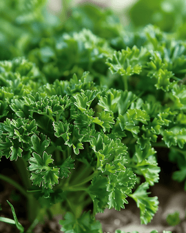 Krusbladig persilja frön Petroselinum crispum tvåårig Moss Curled