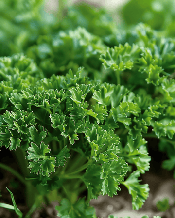 Krusbladig persilja Moss Curled frön (Petroselinum crispum) – tvåårig