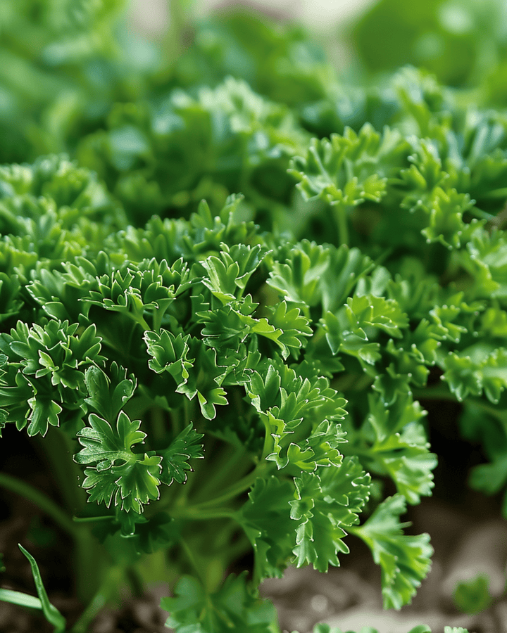 Krusbladig persilja Moss Curled frön (Petroselinum crispum) – tvåårig