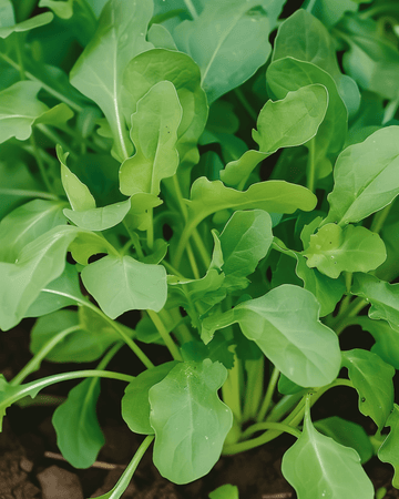 Ruccolafrön raket (Eruca sativa) – ettårig grönsak