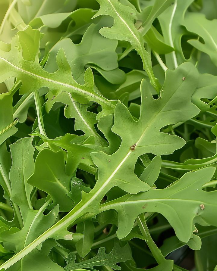 Vild ruccola bladgrönt frön (Diplotaxis tenuifolia) – flerårig grönsak
