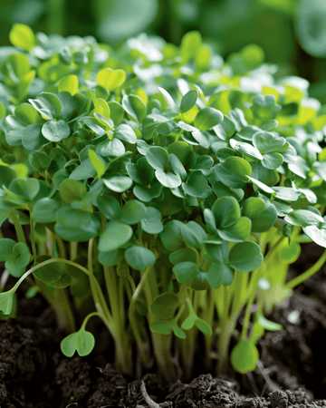 Bredbladig kryddkrasse frön (Lepidium sativum) – ettårig grönsak