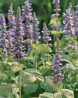 Mexikansk isop frön Agastache Foeniculum ettårig blomma