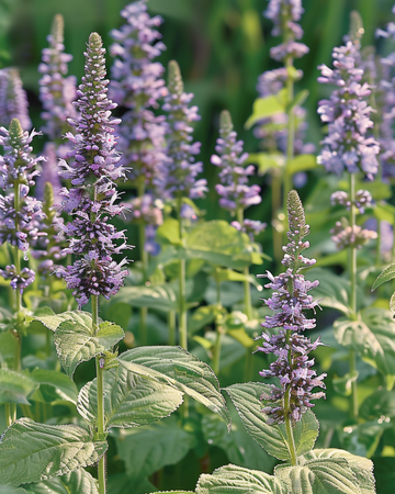 Mexikansk isop frön (Agastache foeniculum) – ettårig blomma