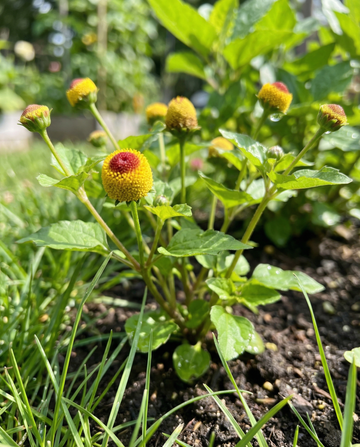 Tandvärksört (Spilanthes oleracea) – ettåriga frön från SeedsChoice