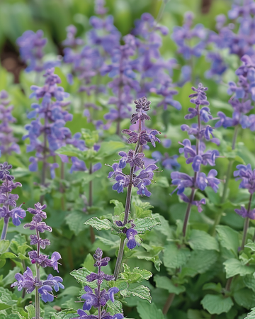 Kattmyntafrön (Nepeta mussinii) – flerårig
