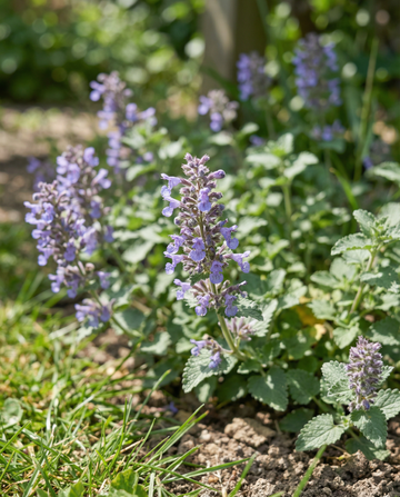 Kattmynta (Nepeta mussinii) – frön till flerårig växt från SeedsChoice