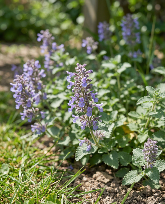 Kattmynta (Nepeta mussinii) – frön till flerårig växt från SeedsChoice
