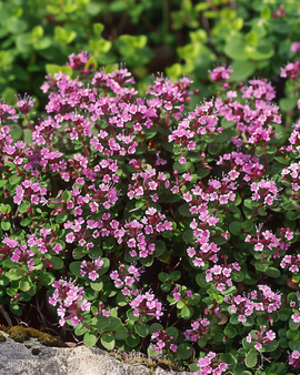 Vildtimjanfrön Thymus serpyllum flerårig