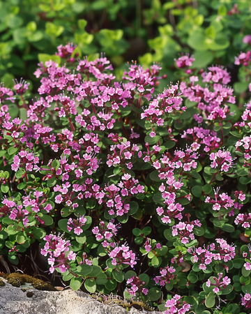 Vildtimjanfrön (Thymus serpyllum) – flerårig