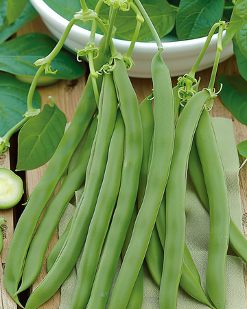 Buskböna Admires frön (Phaseolus vulgaris) – ettårig grönsak