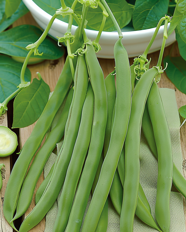 Buskböna Admires frön (Phaseolus vulgaris) – ettårig grönsak