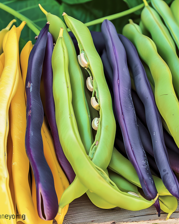 Störbönor Three Color Mix frön (Phaseolus vulgaris) – ettårig grönsak