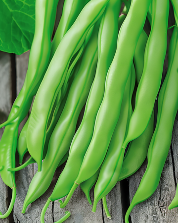 Störböna Terli 25g frön (Phaseolus vulgaris) – ettårig grönsak
