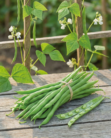 Störböna Terli 25g (Phaseolus vulgaris) – ettåriga grönsaksfrön från SeedsChoice
