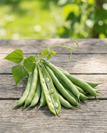 Störböna Mechelse Tros 25g (Phaseolus vulgaris) – ettåriga grönsaksfrön från SeedsChoice
