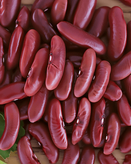 Canadian Wonder Dwarf French Bean frön Phaseolus vulgaris ettårig