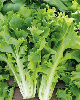 Endivfrön Batavian Green Cichorium endivia ettårig