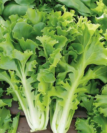 Endive Batavian Green frön (Cichorium endivia) – ettårig grönsak