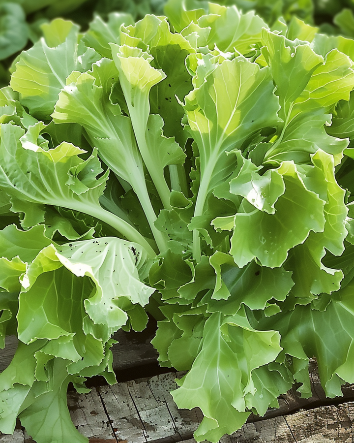 Endive Avantgarde frön (Cichorium endivia) – ettårig grönsak