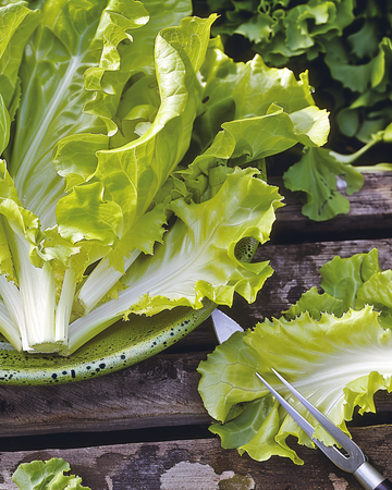 Endive Blonde A Coeur Plein frön (Cichorium endivia) – ettårig grönsak