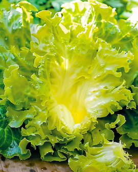 Frissésallat frön De Meaux Cichorium Endivia ettårig friseétyp