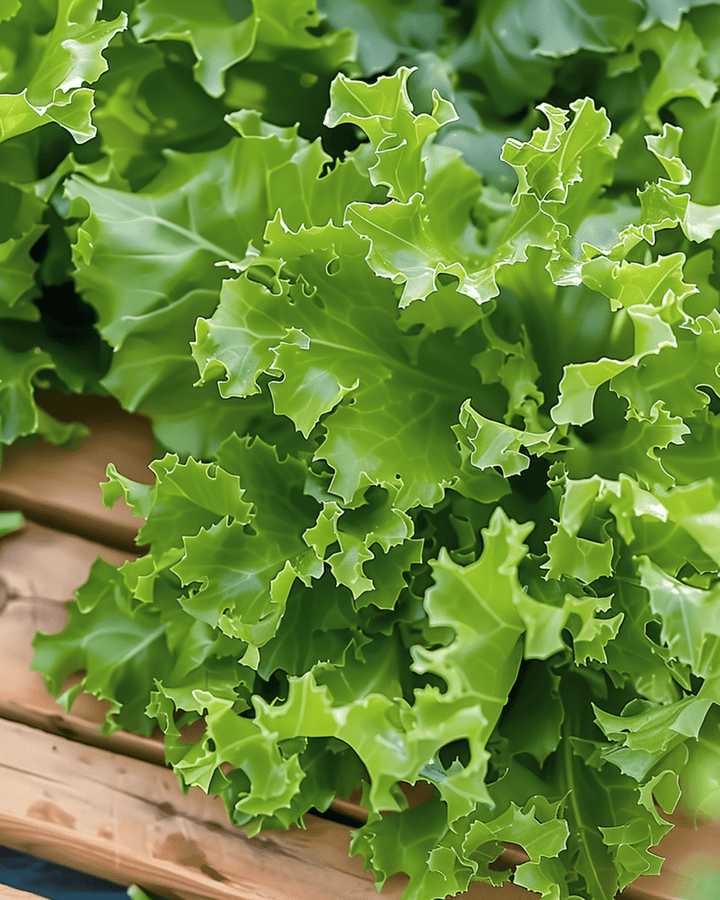 Krullsallat Frisée frön (Cichorium endivia) – ettårig grönsak