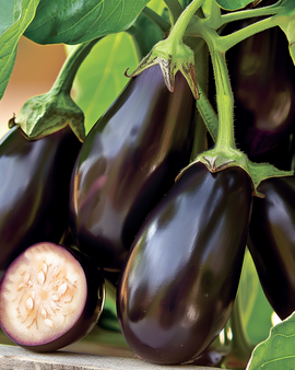 Miniauberginefrön Patio Baby F1 Solanum melongena ettårig