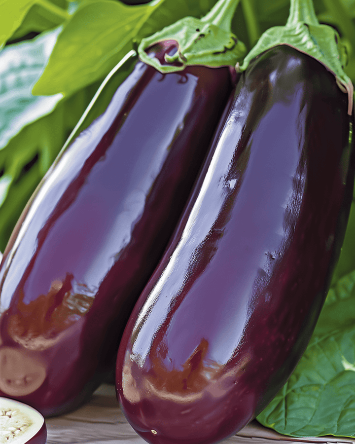 Auberginfrön Violetta Lunga 2 Long Purple (Solanum melongena) – ettårig grönsak