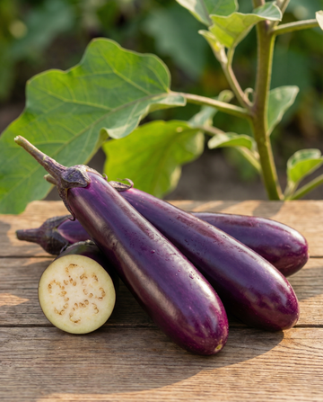 Aubergin Violetta Lunga 2 Long Purple (Solanum melongena) – ettåriga grönsaksfrön från SeedsChoice