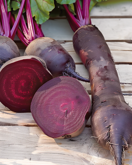 Frön till rödbeta Cylindra Beta vulgaris ettårig sort