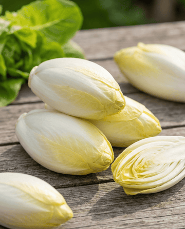 Cikorifrön Zoom F1 Witloof (Cichorium intybus) – tvåårig grönsak från SeedsChoice