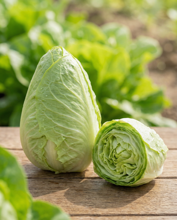 Sugarloaf-cikoria (Cichorium intybus) – frön för ettårig grönsak från SeedsChoice