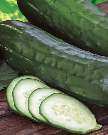Gurka Johanna Slicing frön (Cucumis sativus) – ettårig grönsak