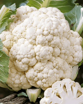 Blomkålsfrön Alpha 7 – Brassica oleracea, ettårig sort