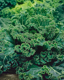 Grönkålsfrön Brassica Oleracea Winterbor F1 ettårig grönsak