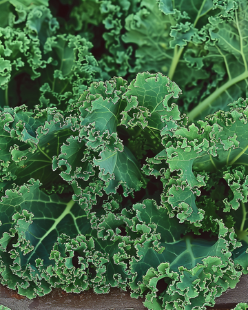 Grönkål Westlandse Herfst Late frön (Brassica oleracea) – ettårig grönsak