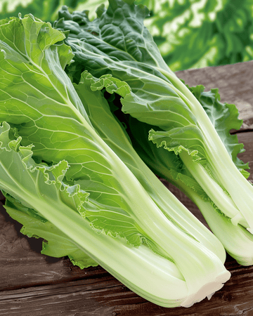 Kinesisk kål Granaat Michihili-frön (Brassica pekinensis) – ettårig grönsak