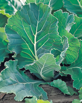 Blad Blauwe Groninger frön Brassica napus ettårig grönsak