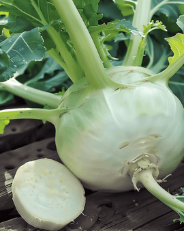 Kålrabifrön Lanro Brassica oleracea ettårig sort