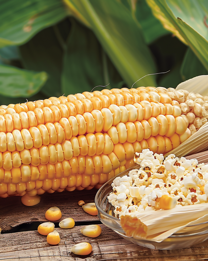 Popcorn Plomyk-frön (Zea mays) – ettårig