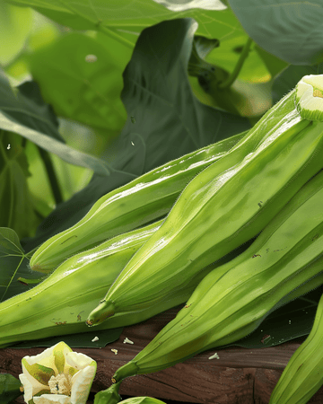 Okra Clemson Spineless frön (Abelmoschus esculentus) – ettårig grönsak